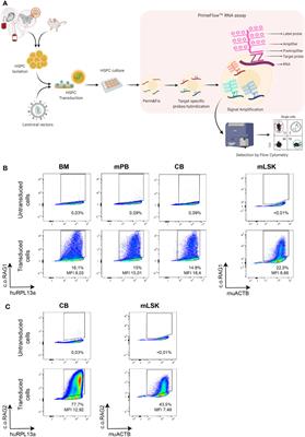 A Novel Branched DNA-Based Flowcytometric Method for Single-Cell Characterization of Gene Therapy Products and Expression of Therapeutic Genes